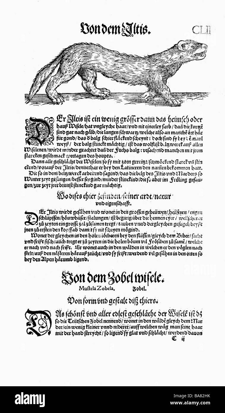 Zoologie / animaux, manuels, 'Historia animalium', par Conrad Gessner, Zurich, Suisse, 1551 - 1558, polecat (Putorius), coupe de bois, Banque D'Images