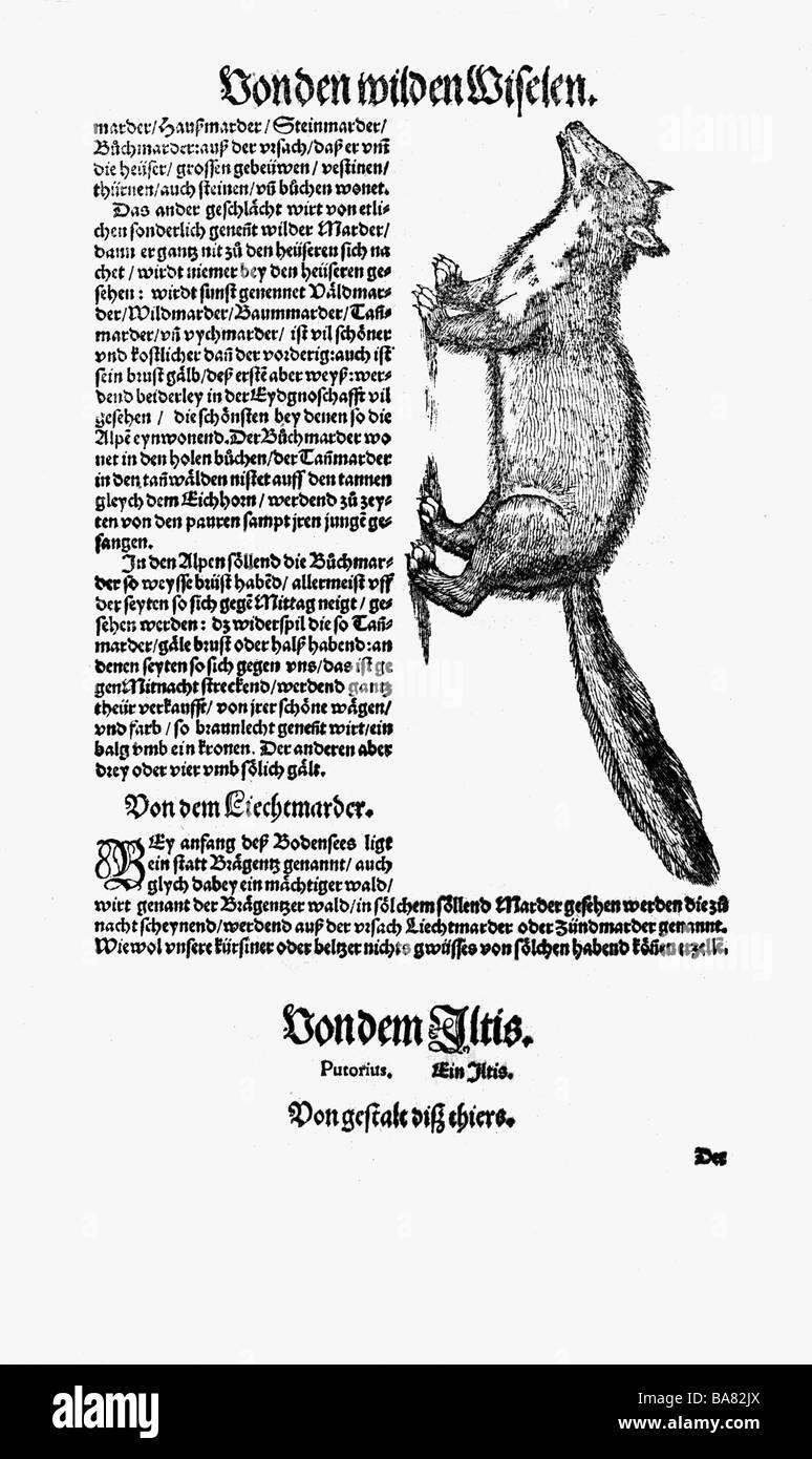 Zoologie / animaux, manuels, 'Historia animalium', par Conrad Gessner, Zurich, Suisse, 1551 - 1558, marten (Martes), coupe de bois, Banque D'Images