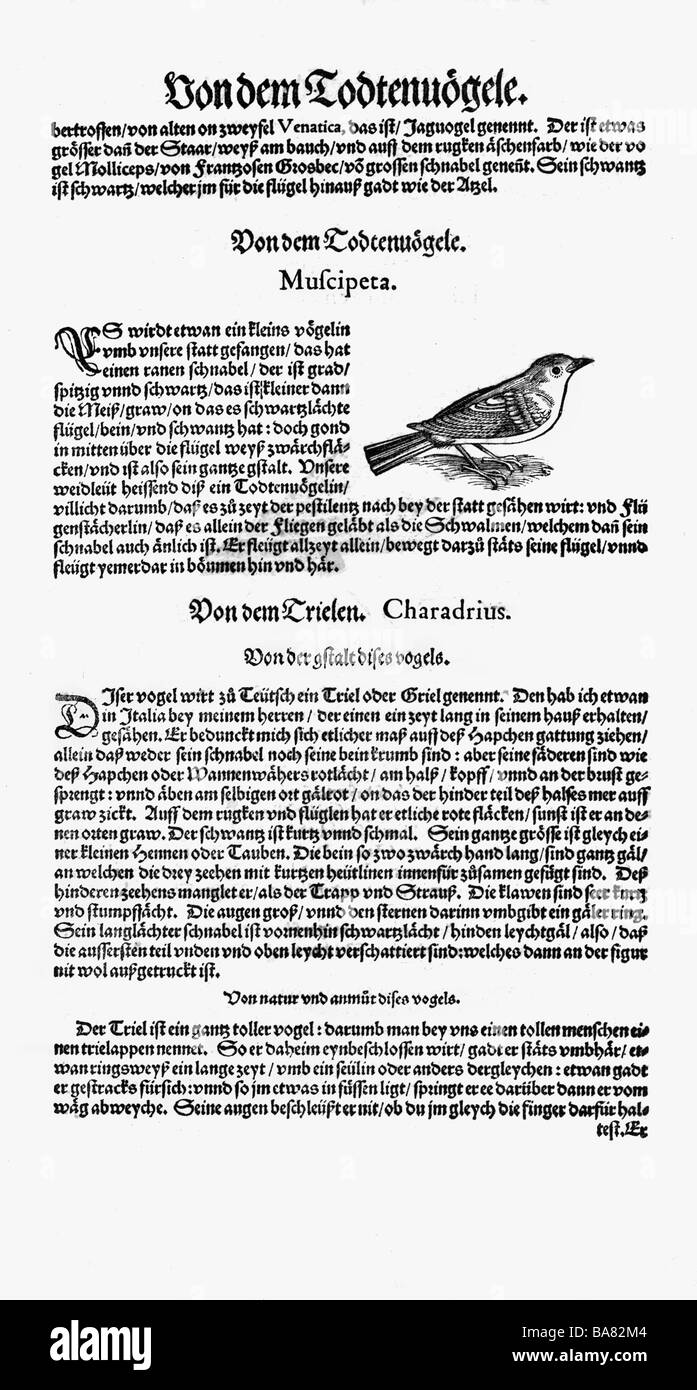 Zoologie / animaux, manuels, 'Historia animalium', par Conrad Gessner, Zurich, Suisse, 1551 - 1558, Old World flycatcher (Muscicapidae), coupe du bois, Banque D'Images