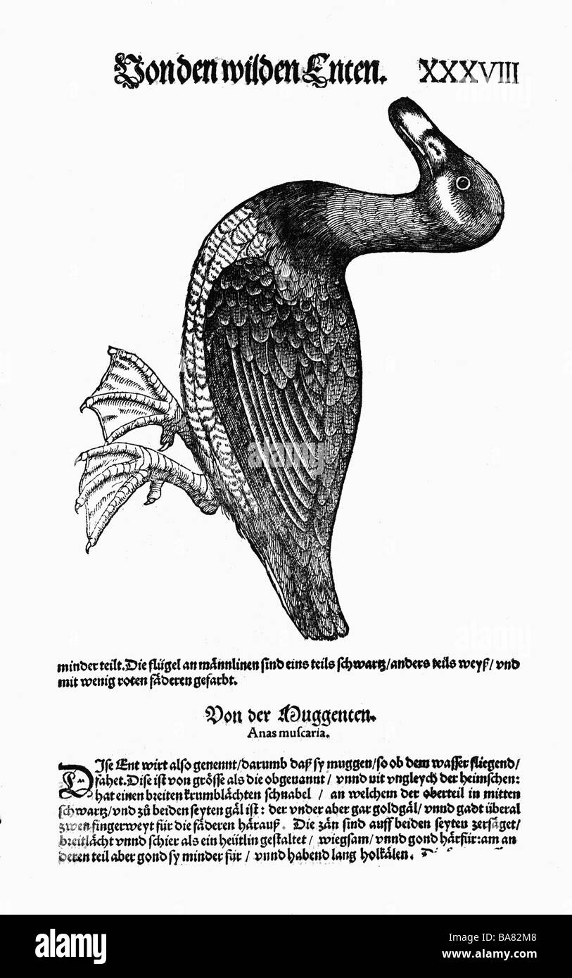 Zoologie / animaux, manuels, 'Historia animalium', par Conrad Gessner, Zurich, Suisse, 1551 - 1558, éider commun (Somateria mollissima), femelle, ou peleuse du nord (Anas clypeata), femelle, coupée, Banque D'Images