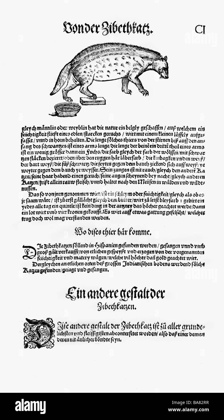Zoologie / animaux, manuels, 'Historia animalium', par Conrad Gessner, Zurich, Suisse, 1551 - 1558, civet chat (Viverra), coupe de bois, Banque D'Images