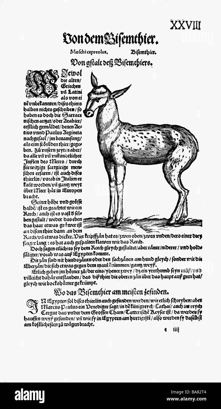 Zoologie / animaux, manuels, 'Historia animalium', par Conrad Gessner, Zurich, Suisse, 1551 - 1558, 'Von dem Bisemthier', éventuellement gris rhebok (Pelea capreolus), coupe du bois, Banque D'Images