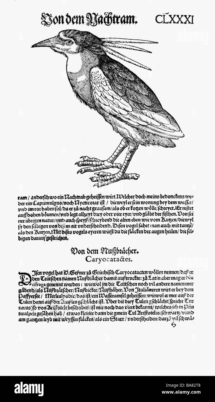Zoologie / animaux, manuels, 'Historia animalium', par Conrad Gessner, Zurich, Suisse, 1551 - 1558, héron nocturne à couronne noire (Nycticorax nycticorax), coupe du bois, Banque D'Images