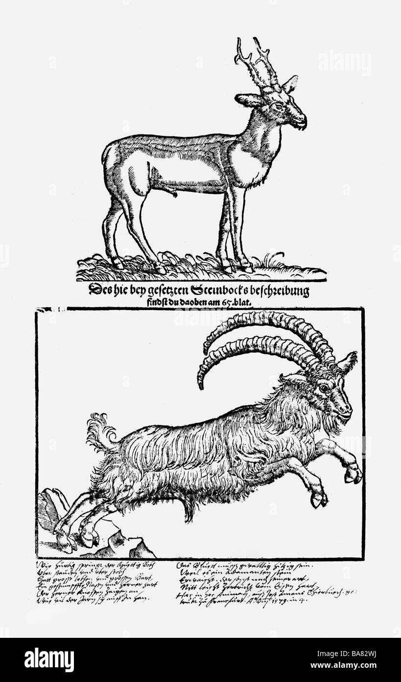 Zoologie / animaux, manuels, 'Historia animalium', par Conrad Gessner, Zurich, Suisse, 1551 - 1558, ci-dessus: Cerf de Virginie (Capreolus capreolus), ci-dessous: Alpine ibex (Capra ibex), coupe de bois, Banque D'Images