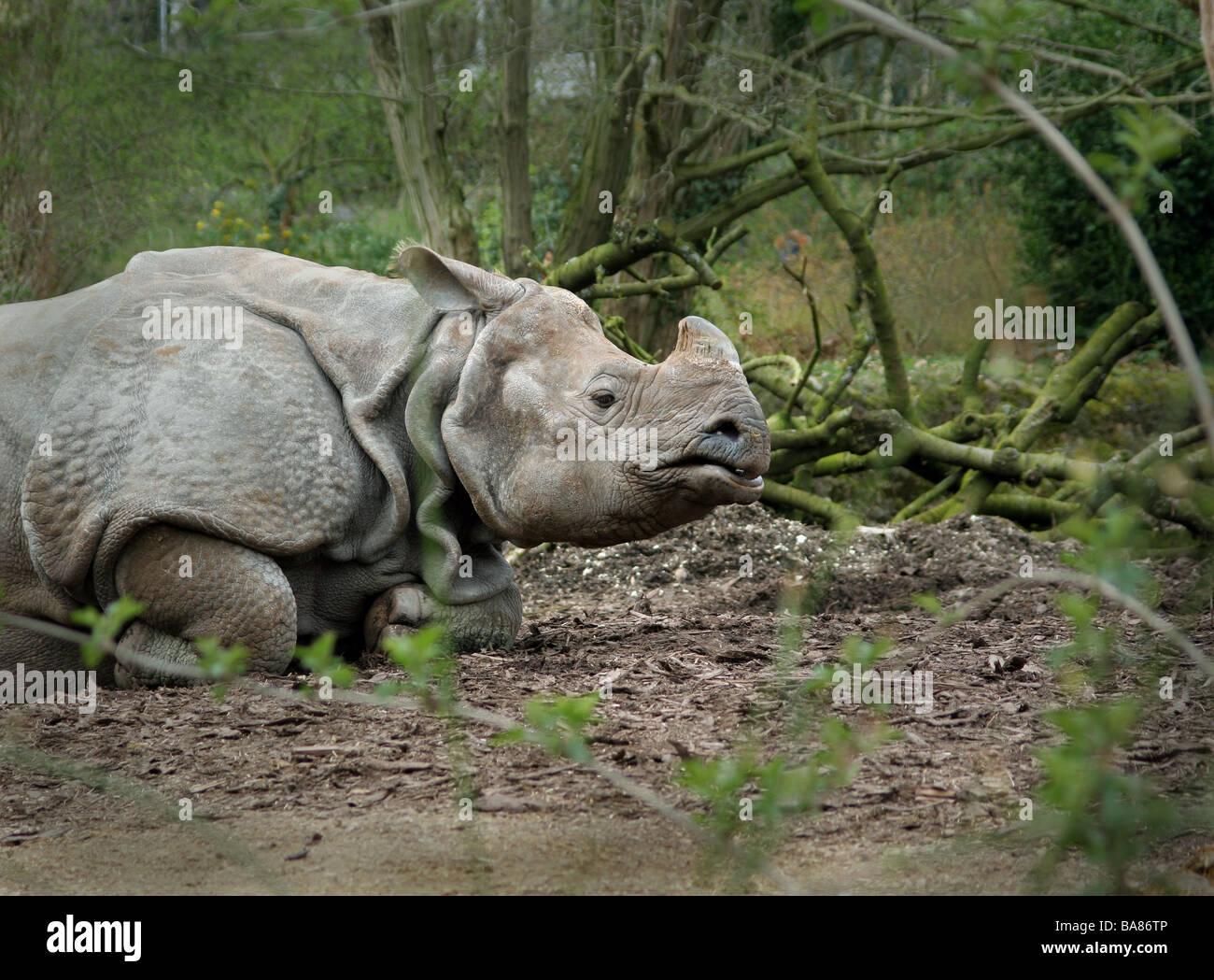 Une détente de rhino Banque D'Images