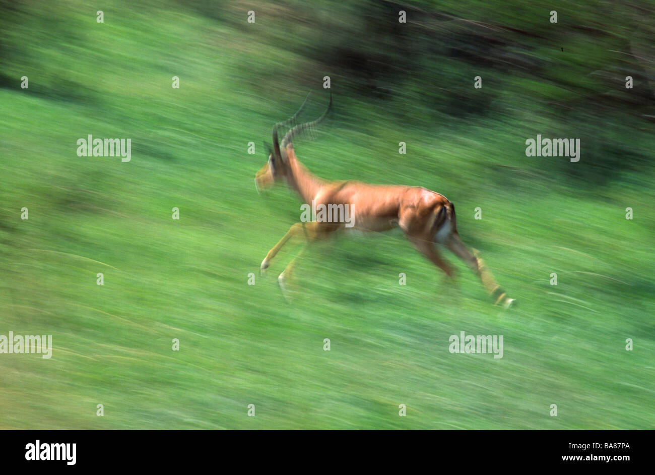 Impala en cours d’exécution Banque D'Images