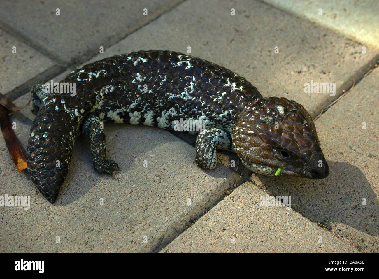 Shark Bay Shingleback (Tiliqua rugosa palarra) sur un patio motel Denham, dans l'ouest de l'Australie. Banque D'Images