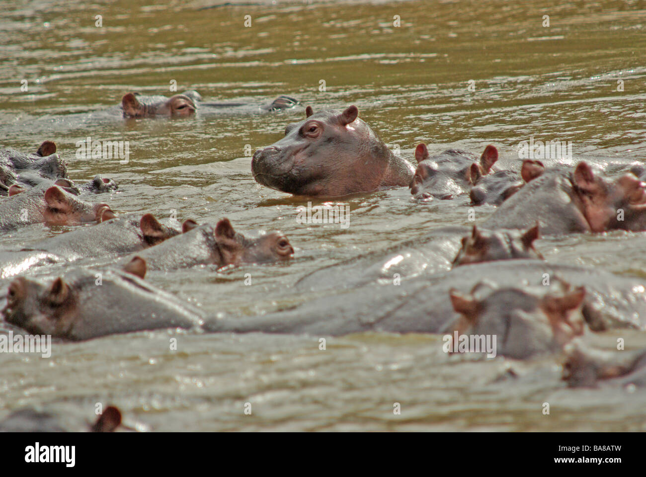 - Hippopotames Hippopotamus amphibus Banque D'Images