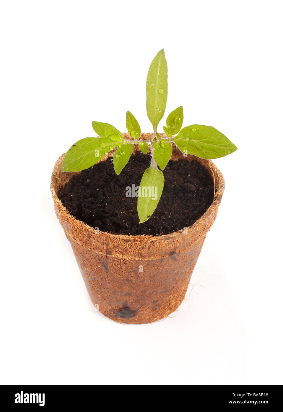 Potted plant de tomate Banque D'Images