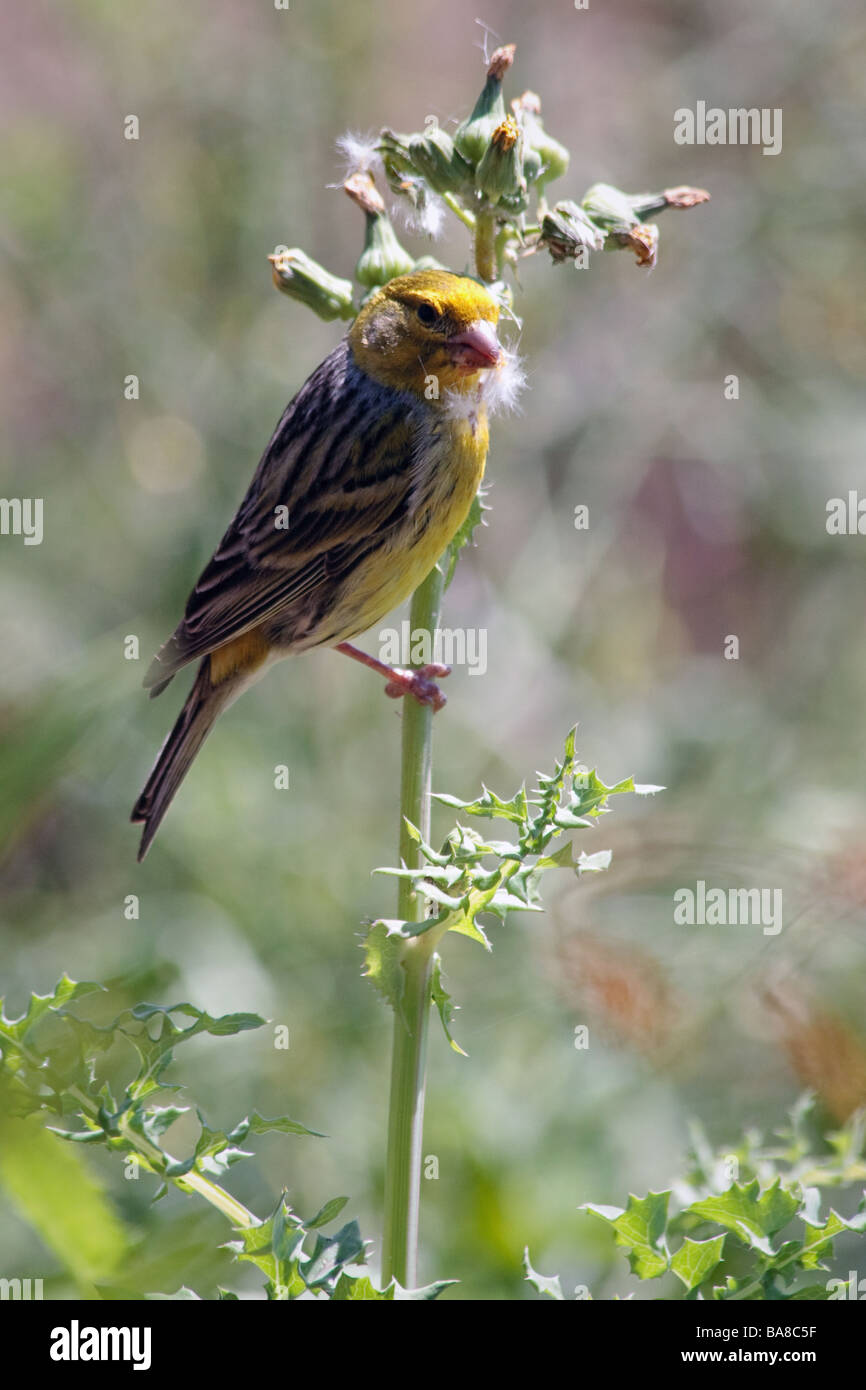 Canaries (serinus canaria) perché sur une tige de chardon à Madère bénéficiant le soleil du printemps Banque D'Images