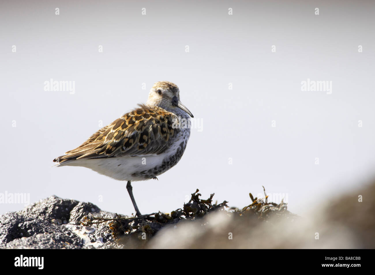 Le bécasseau variable Calidris alpina debout sur des rochers. Printemps au Royaume-Uni Banque D'Images