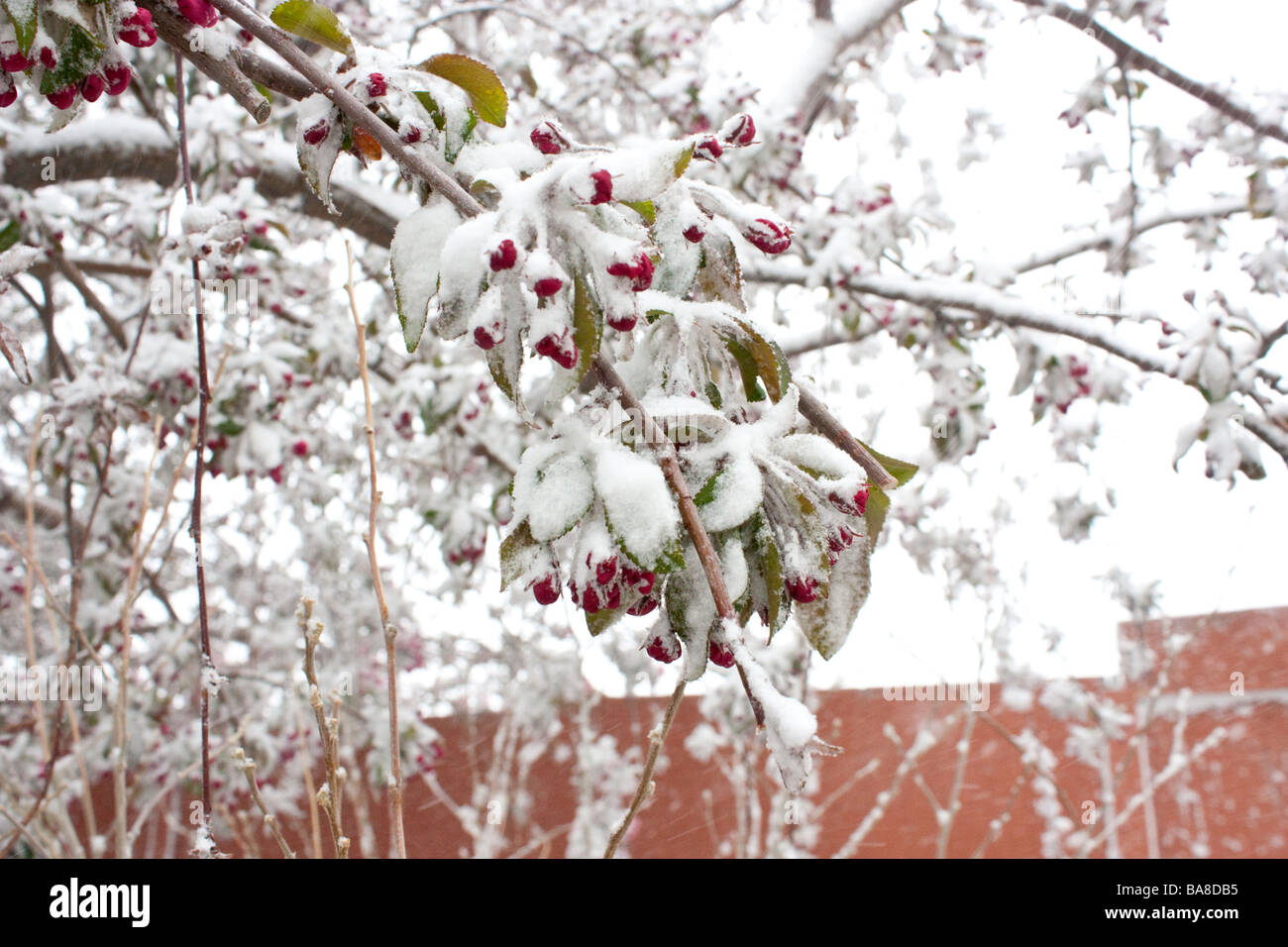 Une photo gros plan de fleurs de pommier couvert de neige Banque D'Images