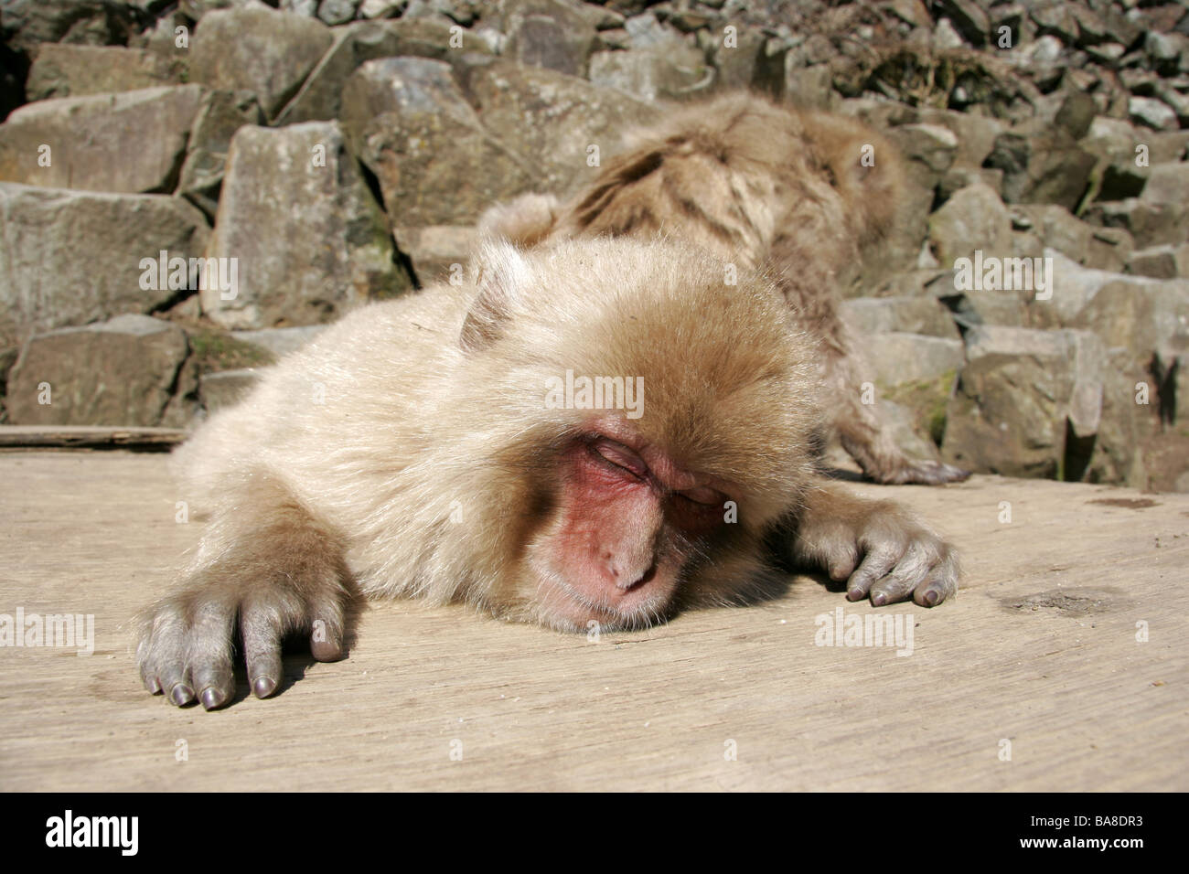 Neige coucher monkey au Japon Banque D'Images