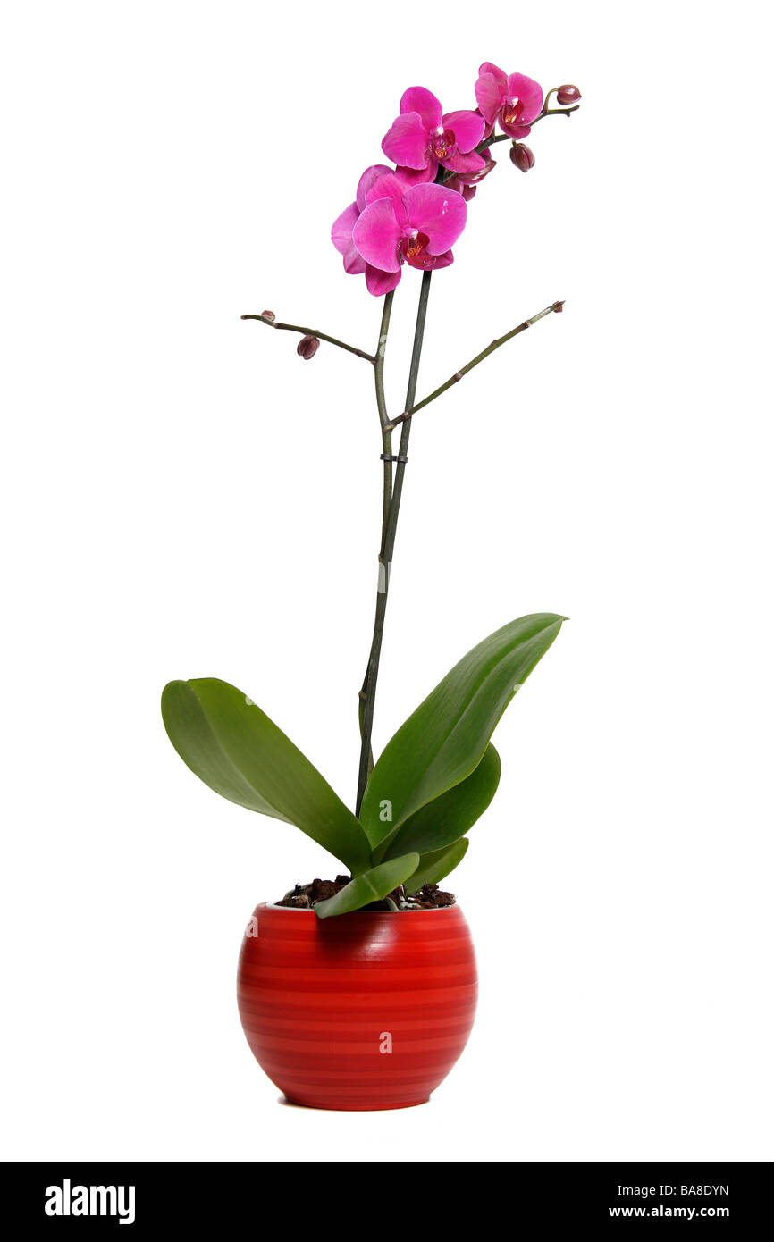 Pot de fleur rouge Banque de photographies et d’images à haute ...