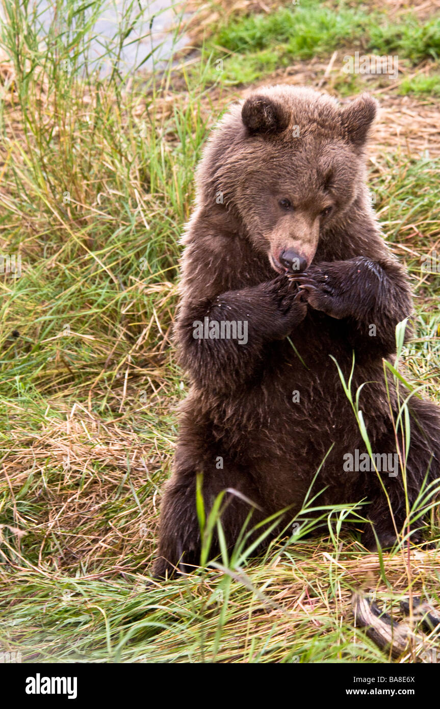 Grizzly Bear cub assis avec les pieds ensemble comme si dans la prière, l'Ursus arctos horriblis, Brooks River, Katmai, Alaska, USA Banque D'Images