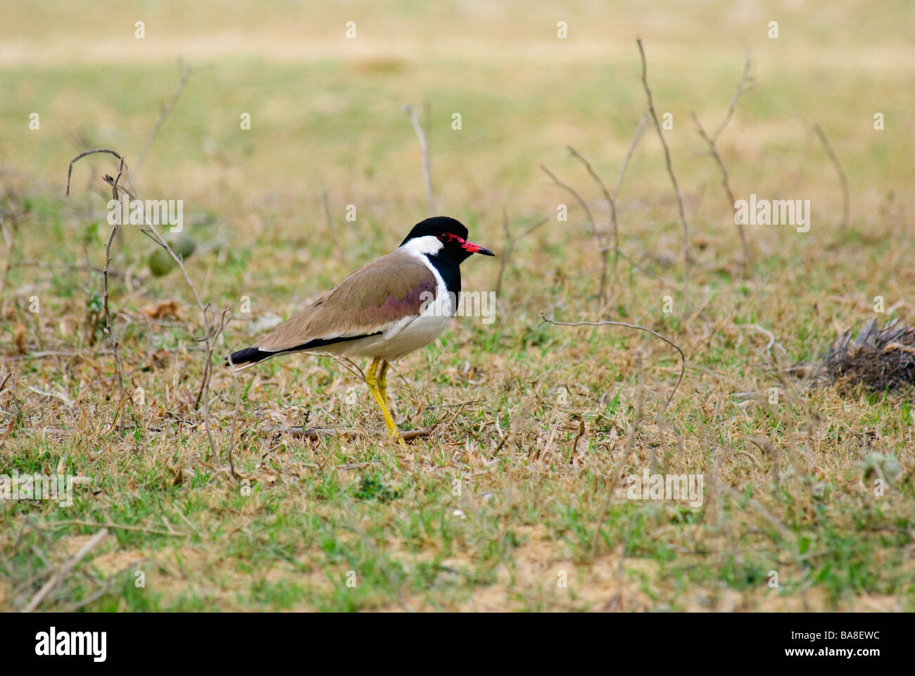 Red-réorganisation sociable Vanellus indicus debout dans l'herbe courte en Uttaranchal Inde Banque D'Images