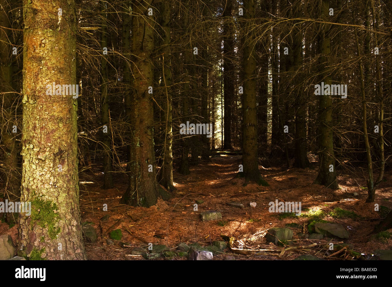 Forêt au pays de Galles Banque D'Images