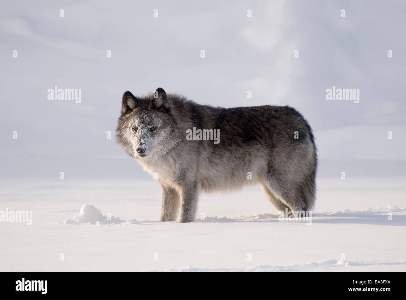 Loup dans la neige Banque D'Images