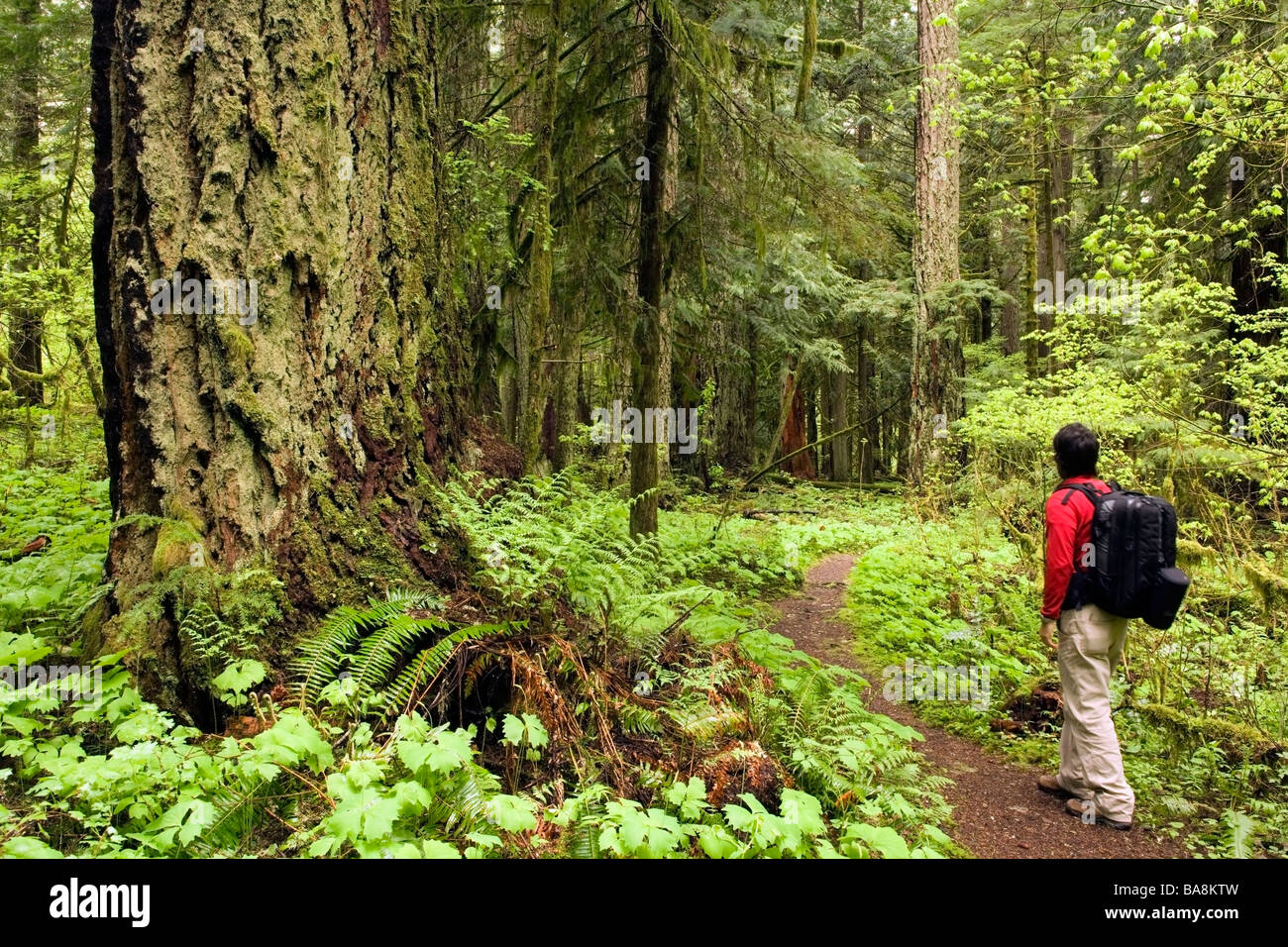 Backpacker sur le sentier entre la forêt ancienne - Russie Forest State Park, Washington Banque D'Images
