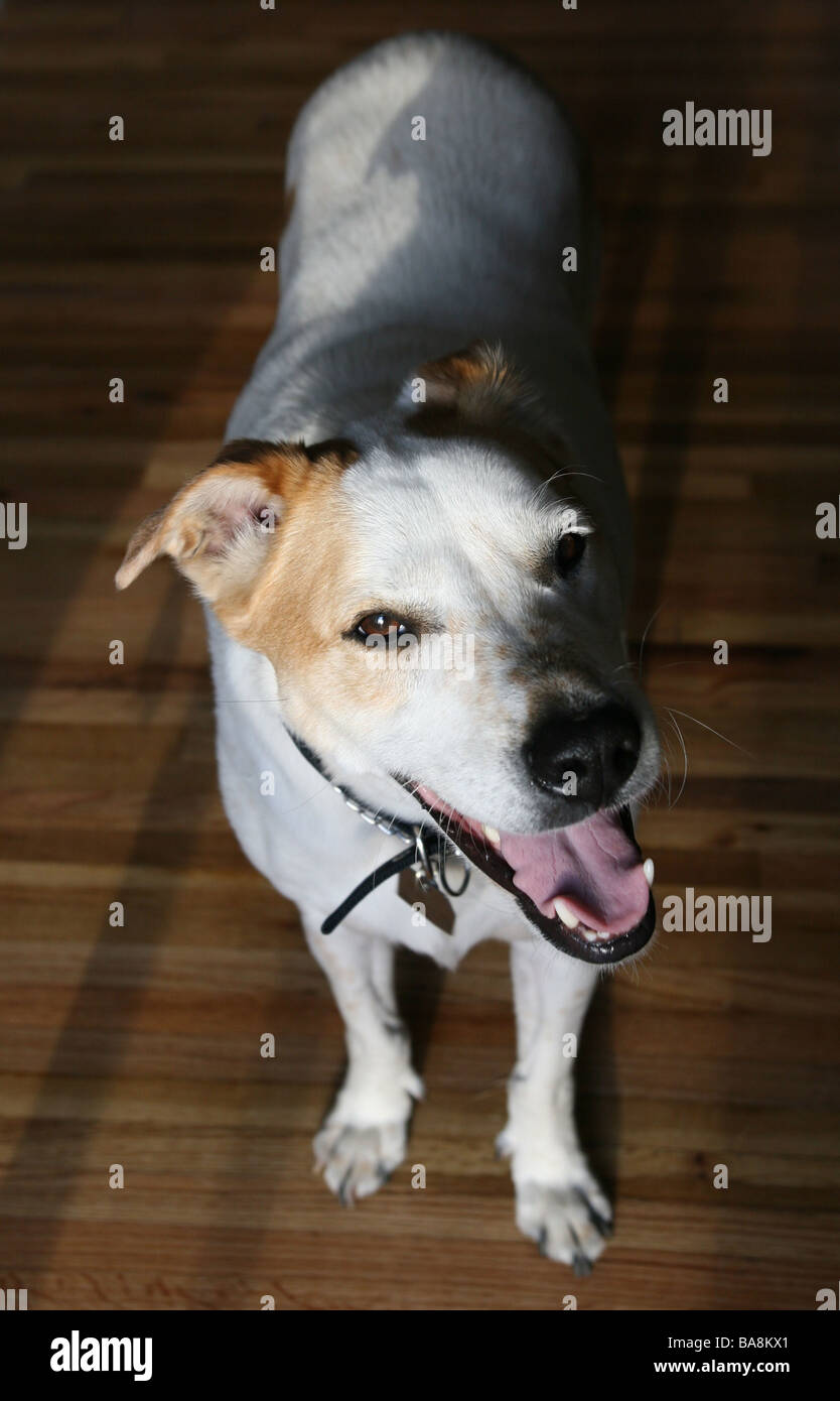 Un close-up of a smiling, chien heureux. Banque D'Images