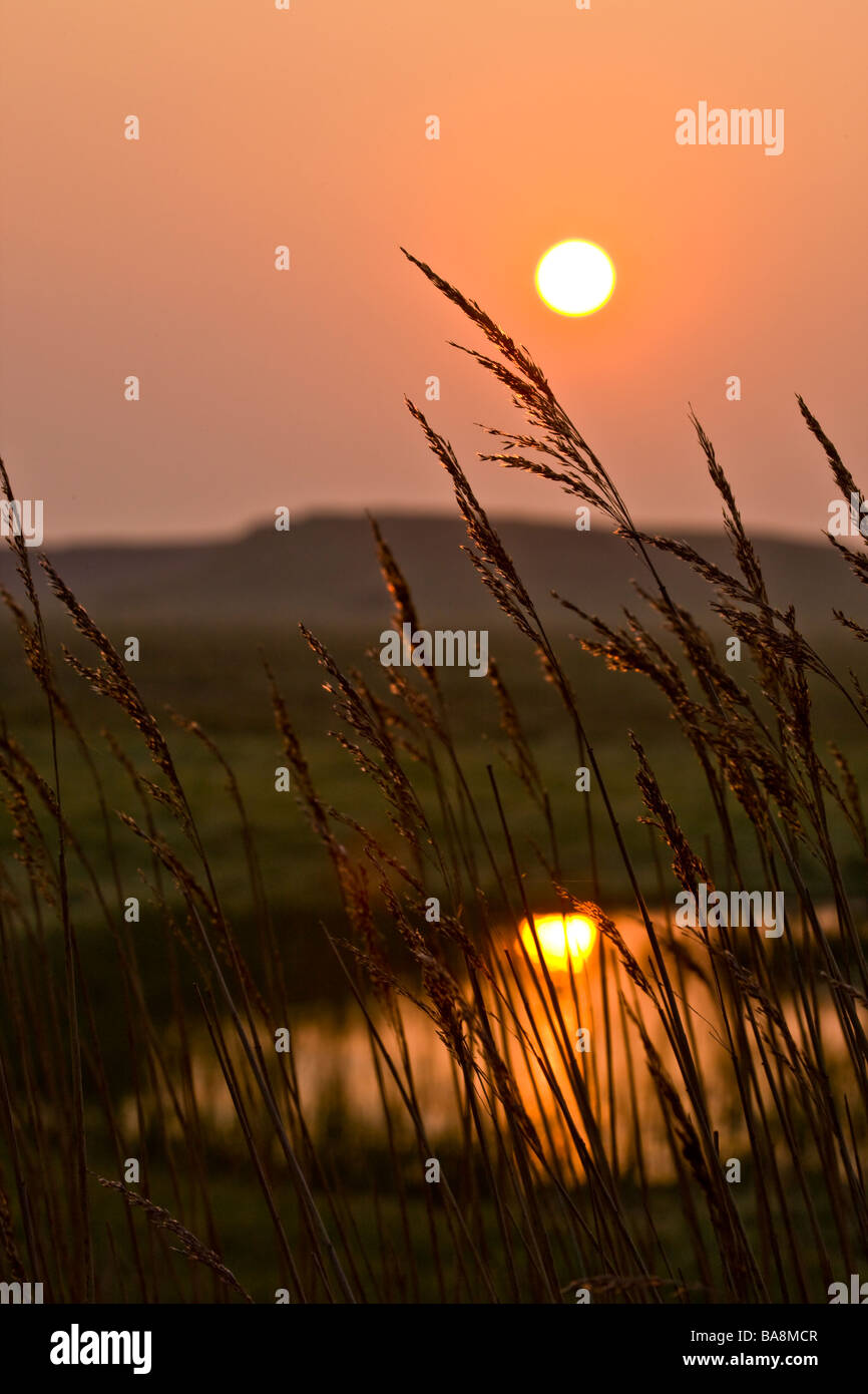 Salthouse Norfolk Norfolk reed au lever du soleil Banque D'Images