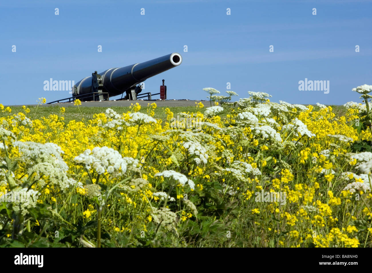 Cannon et fleurs - Parc d'état de Fort Casey - Whidbey Island, Washington Banque D'Images