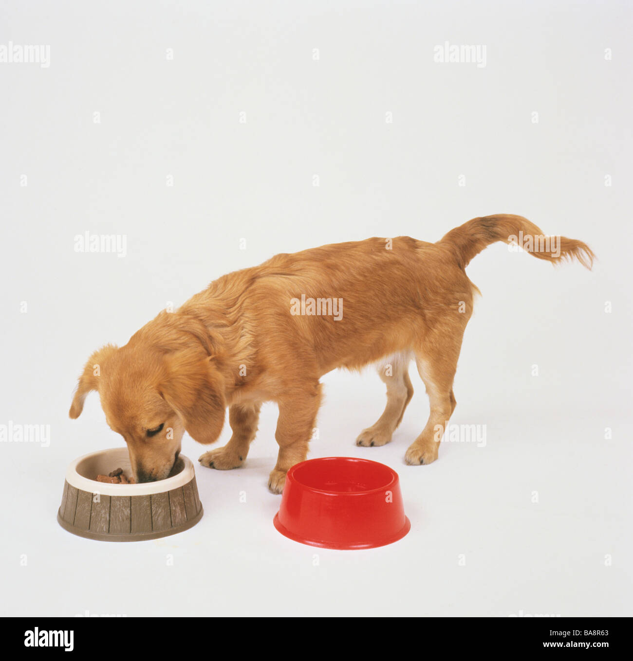 Halfbreed chien à bol d'alimentation Banque D'Images