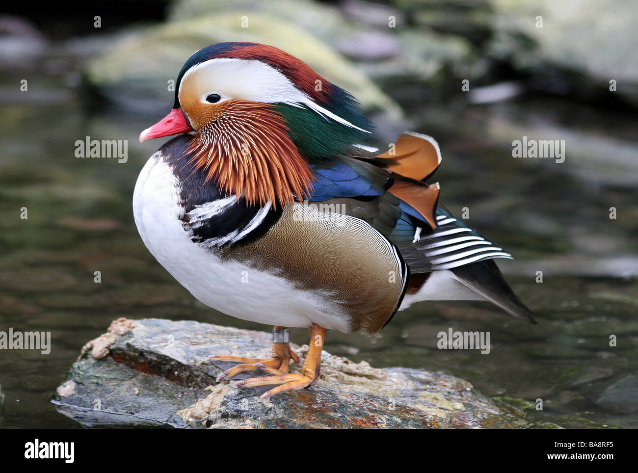 Canard Mandarin Aix galericulata mâle debout sur un rocher à Martin simple WWT, Lancashire UK Banque D'Images