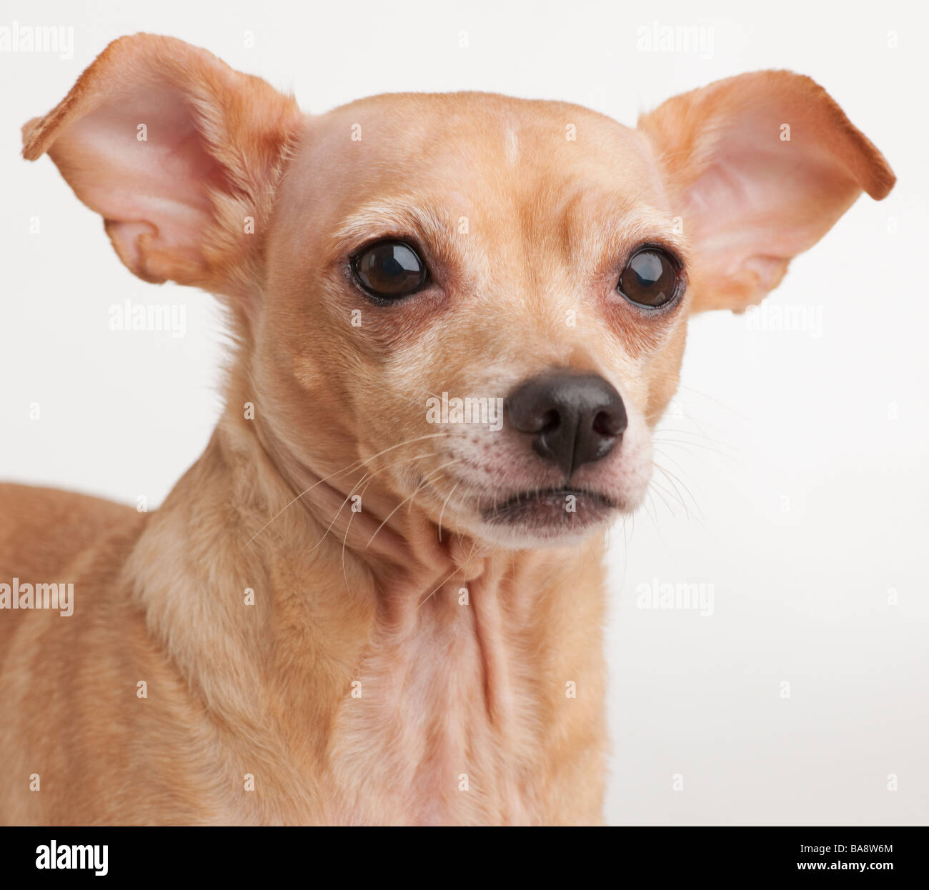 Portrait d'un petit chien Banque D'Images