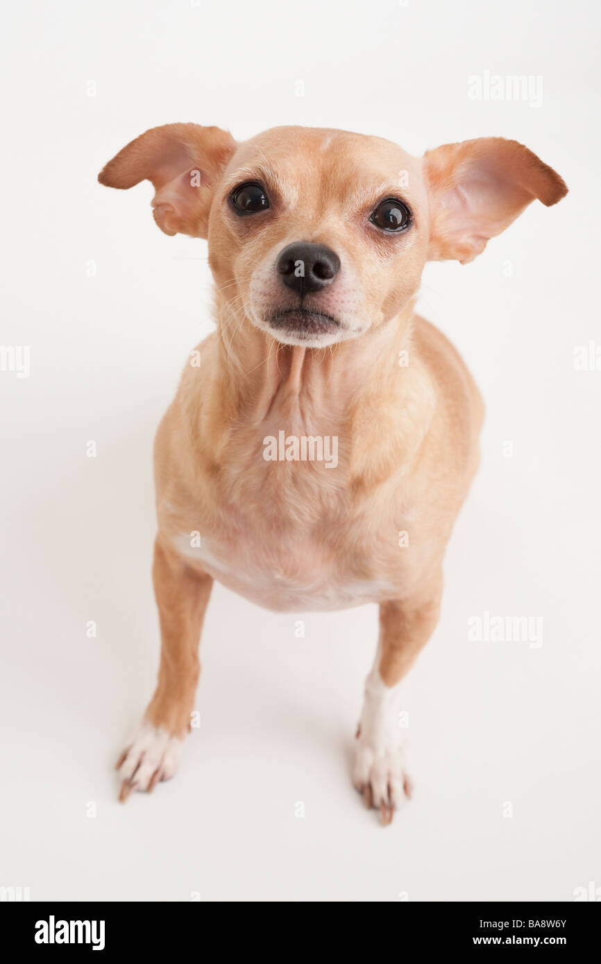 Portrait d'un petit chien Banque D'Images