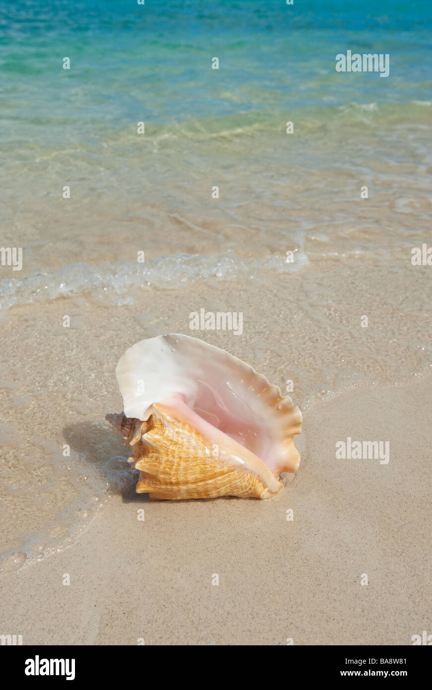 Conque on beach Banque D'Images