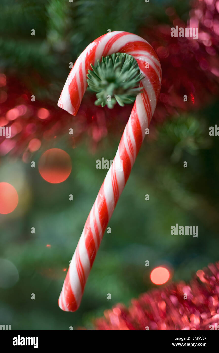 Candy Cane hanging on Christmas Tree Banque D'Images