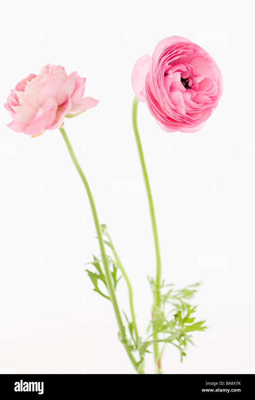 Fleurs roses Banque D'Images