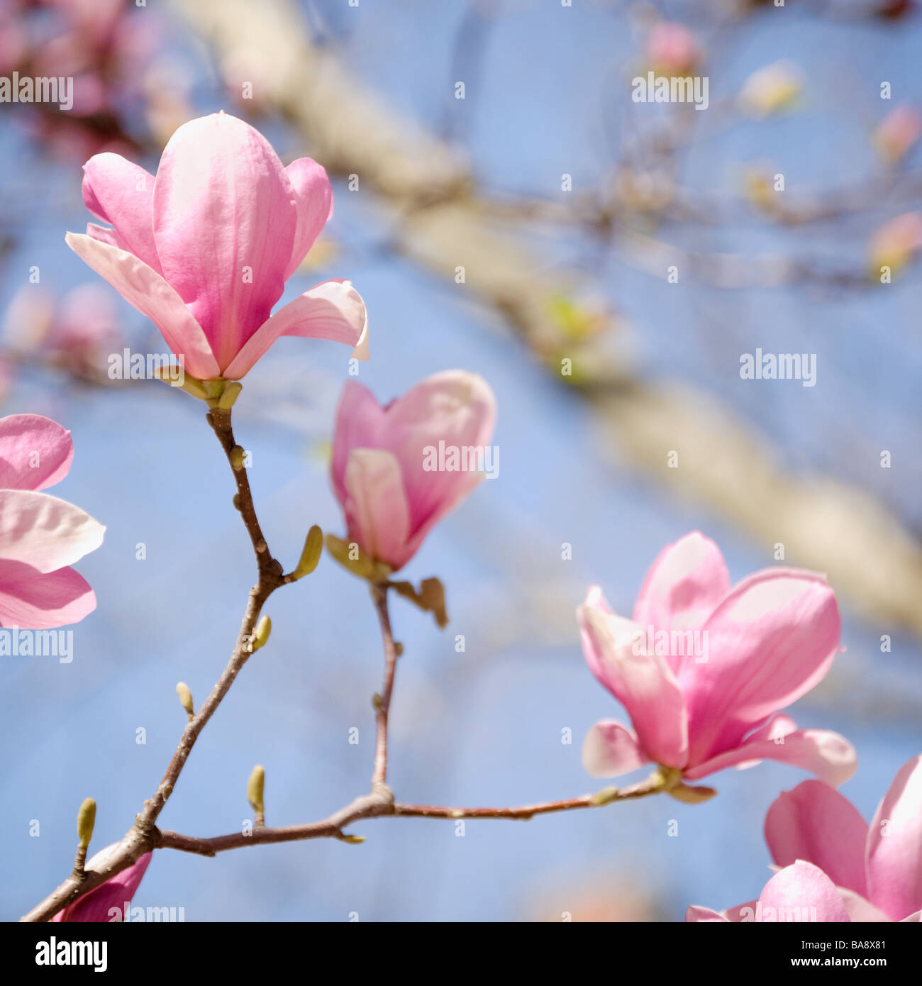 Close up of spring flowers on tree Banque D'Images