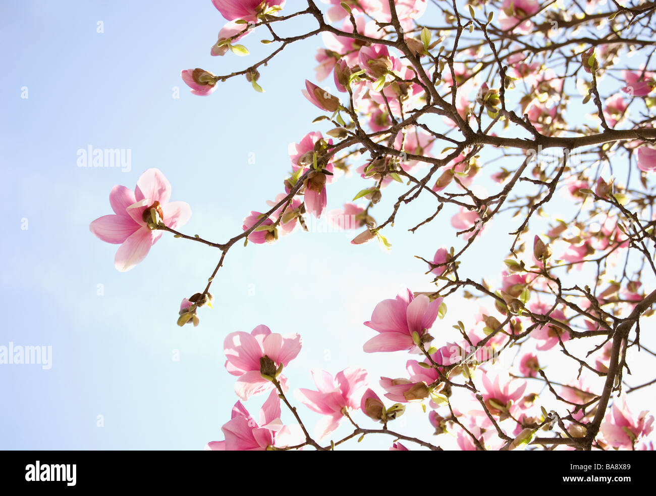 Close up of spring flowers on tree Banque D'Images