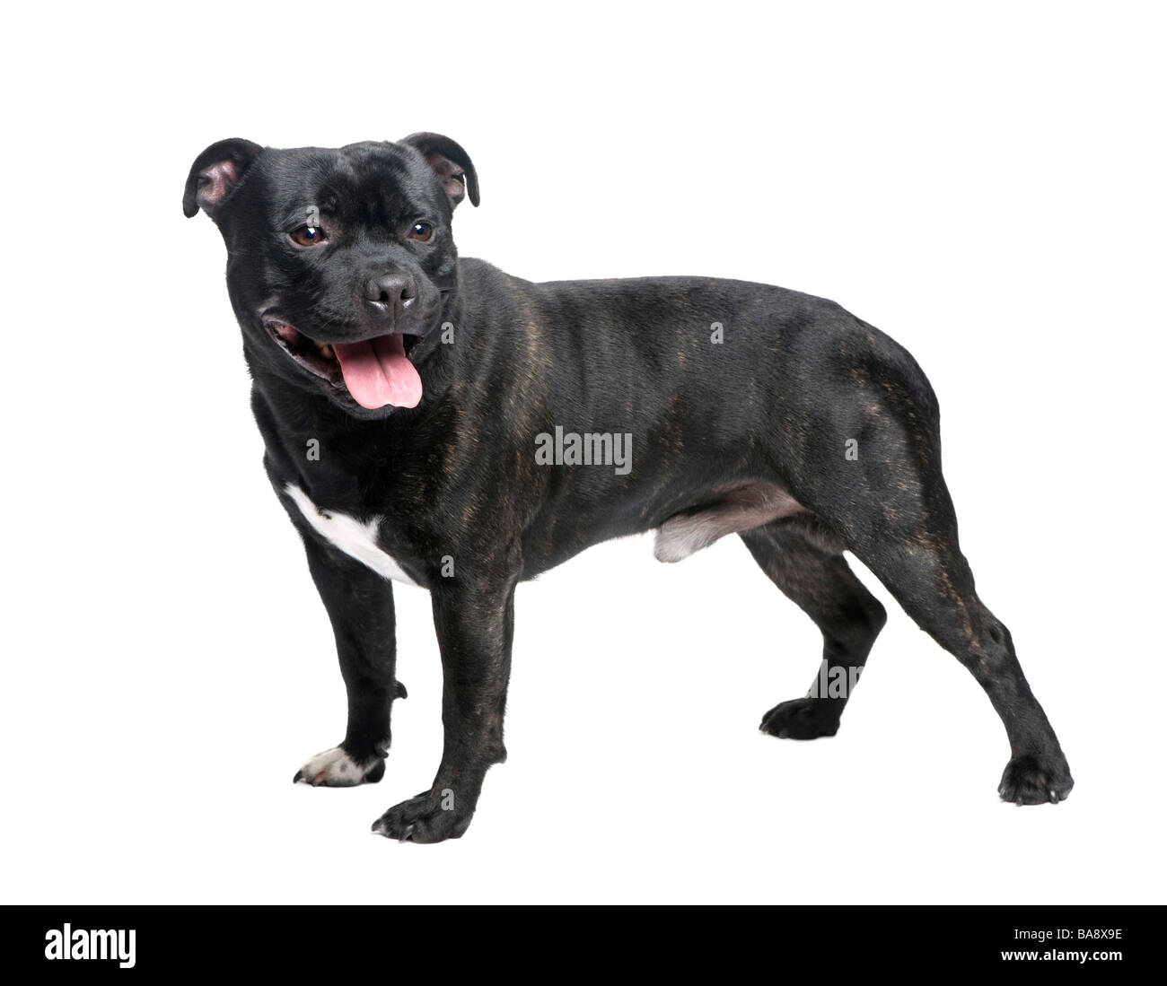 Staffordshire Bull Terrier devant un fond blanc Banque D'Images