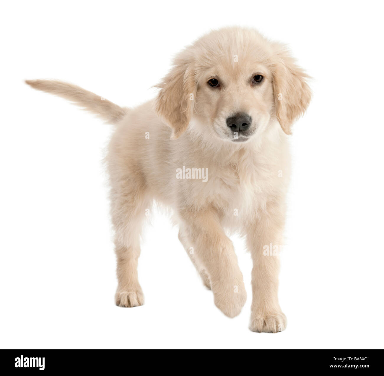 Chiot Golden Retriever Banque D Image Et Photos Alamy