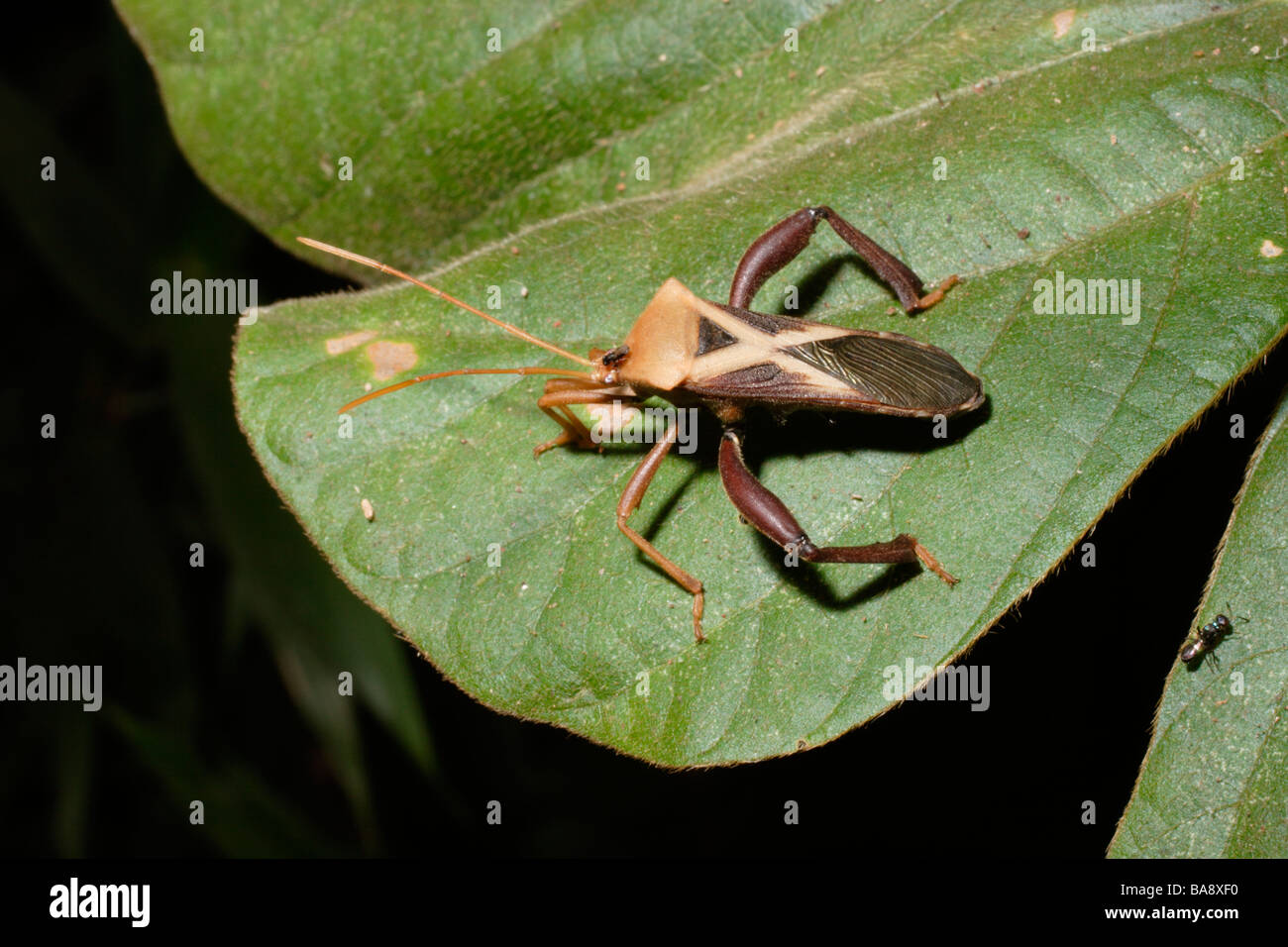 Leaf footed bug Plectropoda cruciata Coréidés dans rainforest Cameroun Banque D'Images