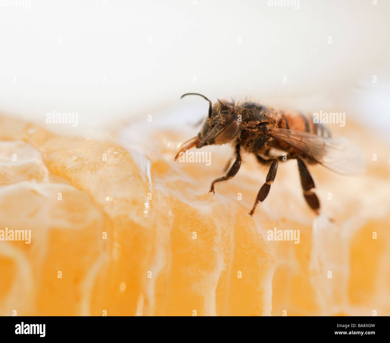 Close up de bee and honeycomb Banque D'Images
