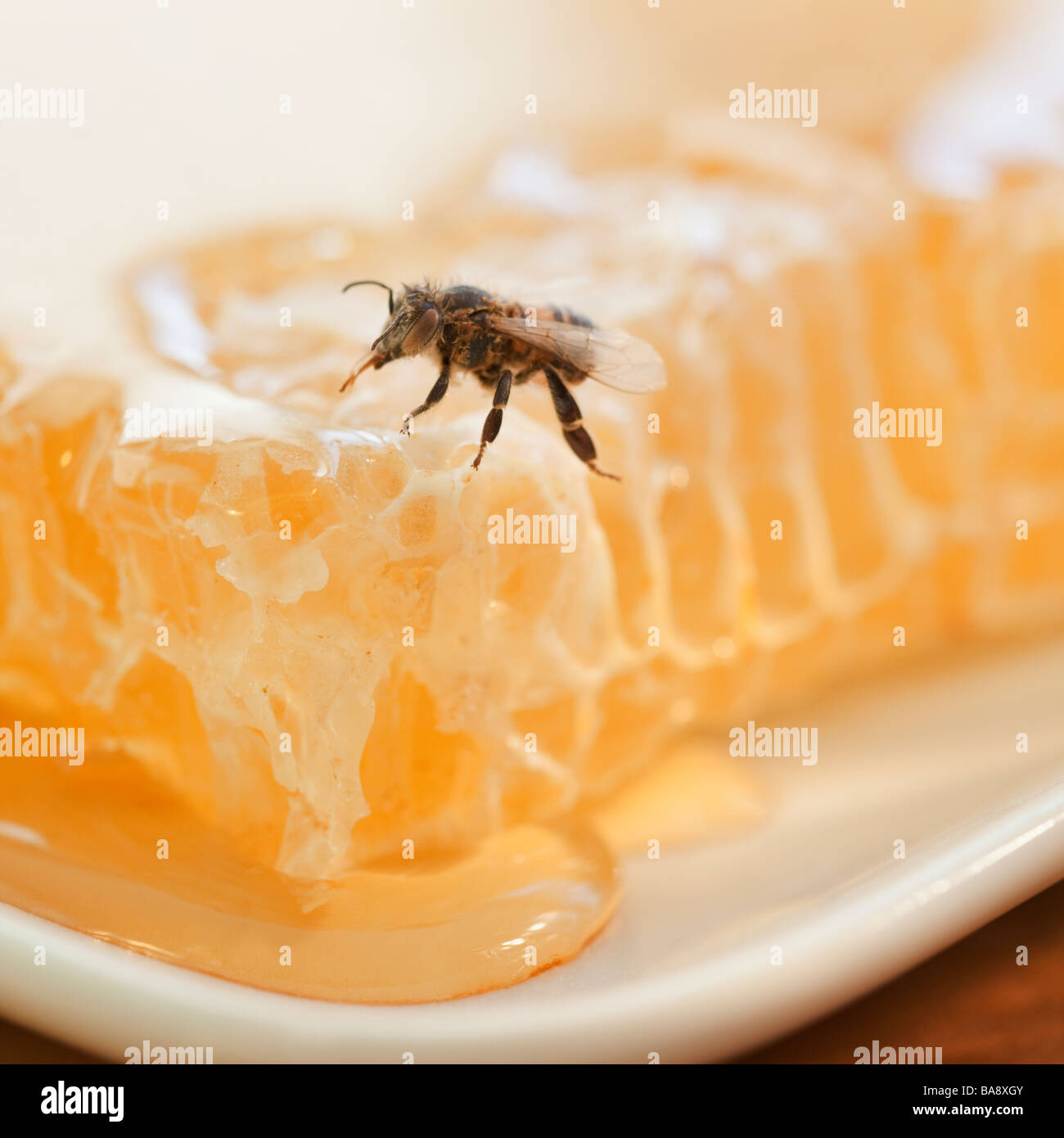 Close up de bee and honeycomb Banque D'Images