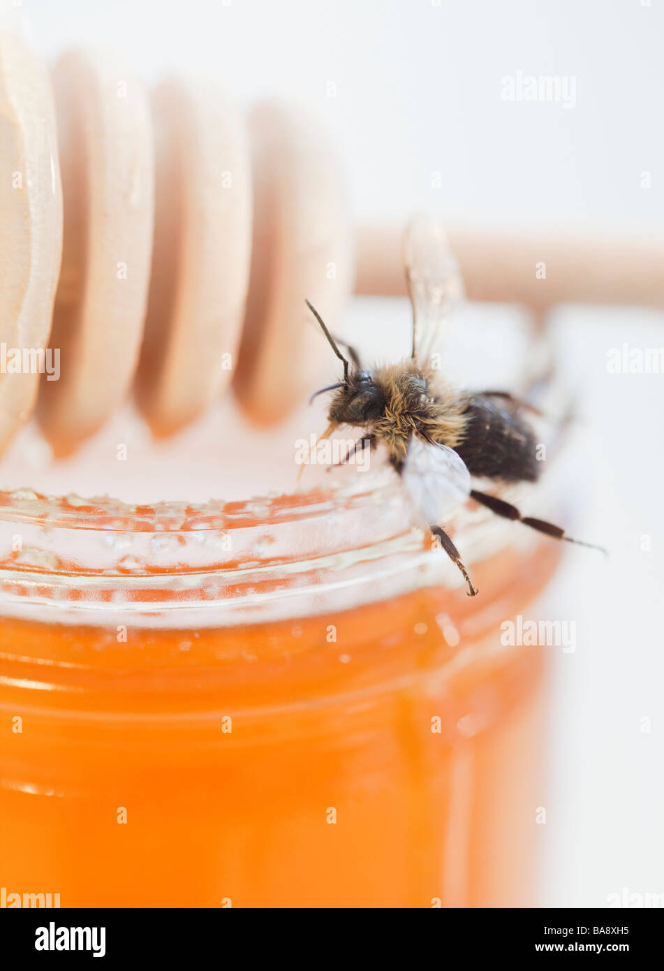Close up of bee sur le miel pot Banque D'Images