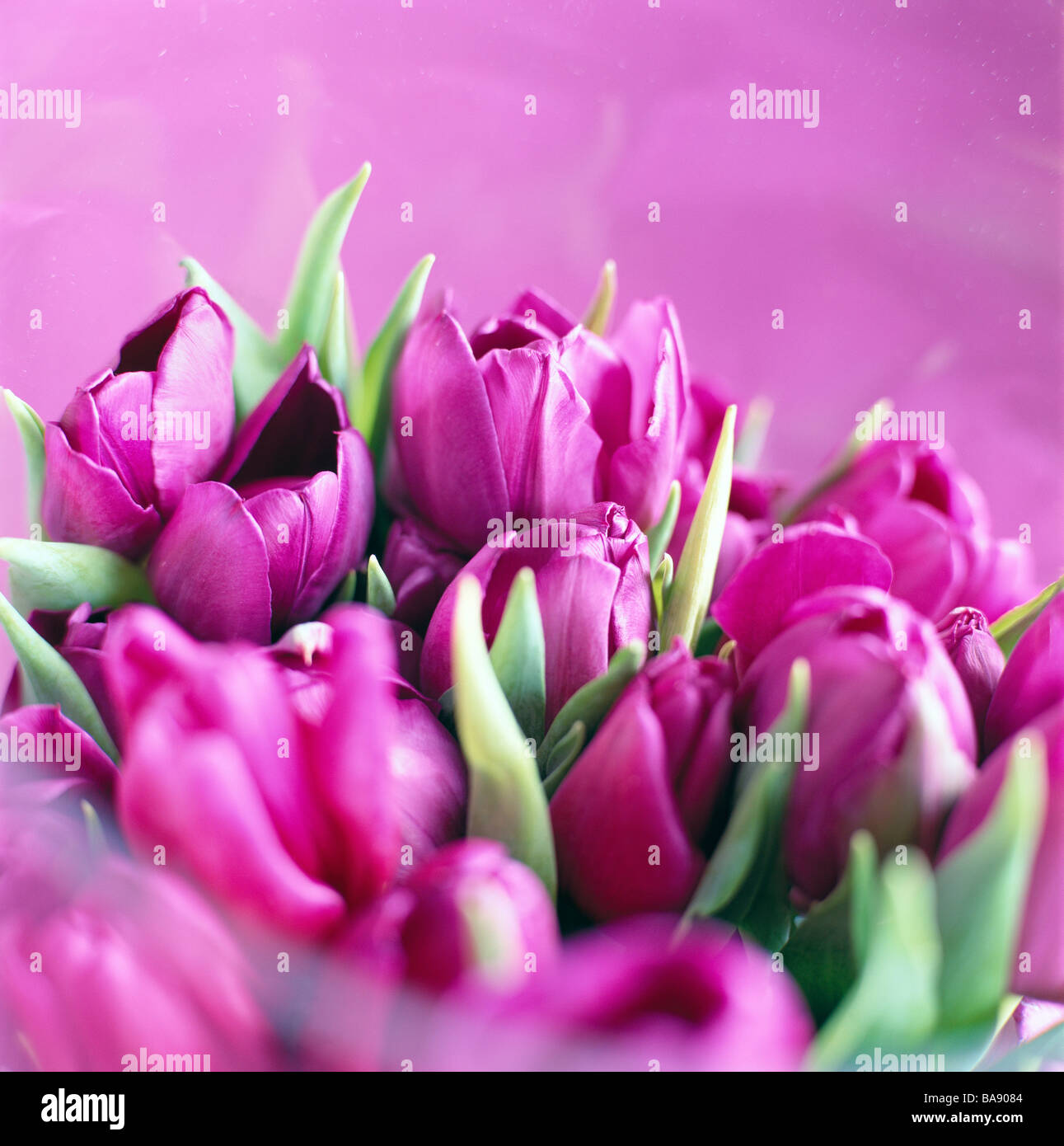 Tulipes violet, la Suède. Banque D'Images