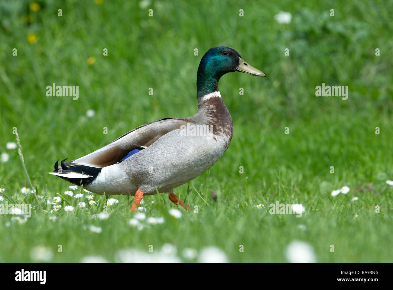 Canard colvert mâle sur l'herbe de printemps Banque D'Images