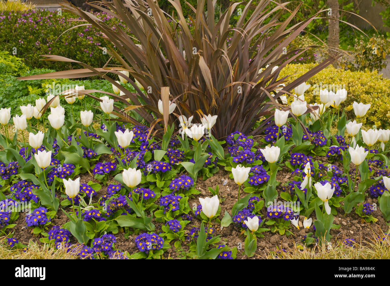 Lit de fleurs ornementales plantes parterre de Wspring Banque D'Images