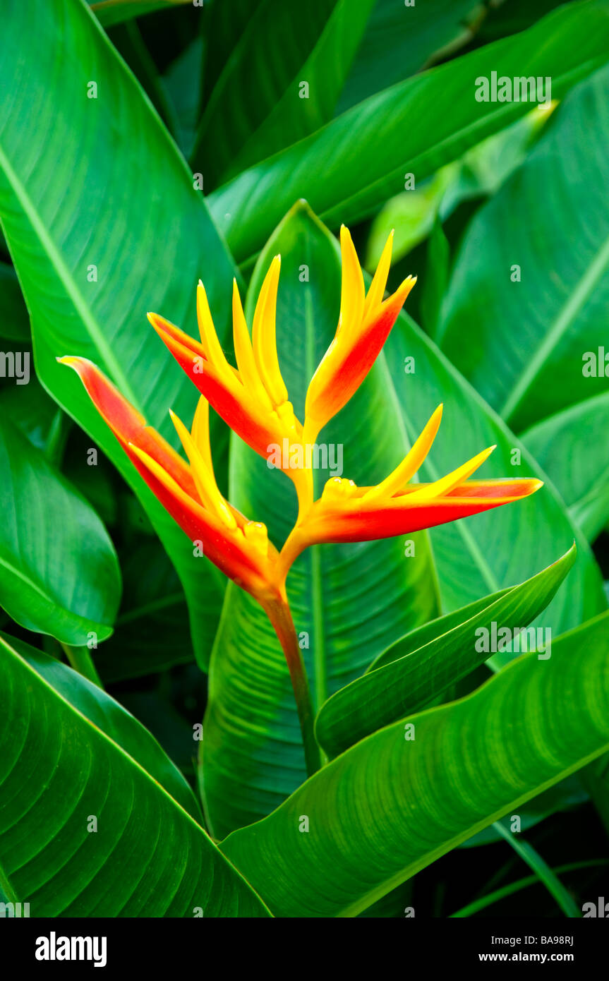 Heliconia Orange espèce fleurit au Costa Rica en Amérique centrale Banque D'Images