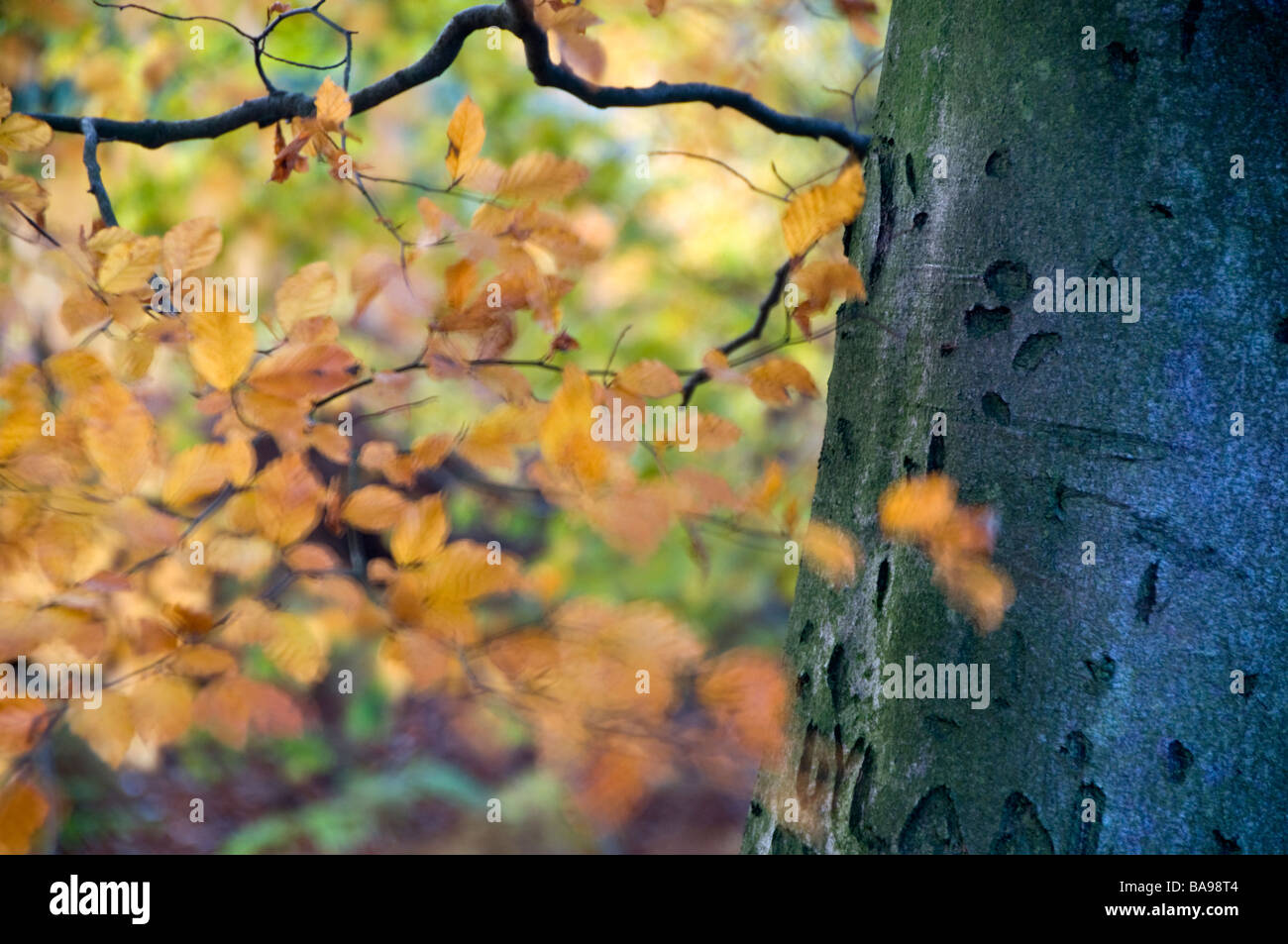 Close Up de tronc et feuilles de hêtre Anglais Banque D'Images