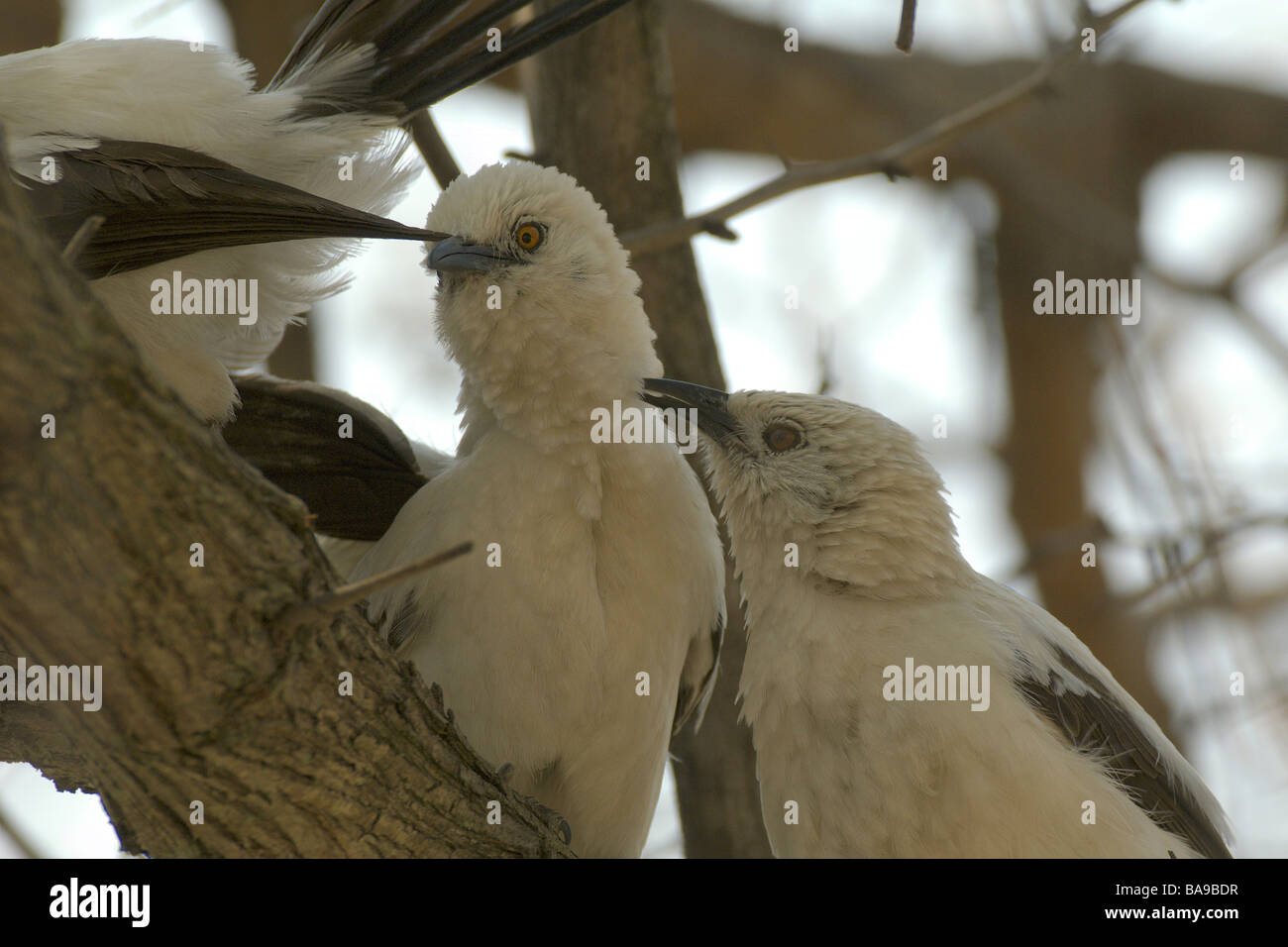 Les oiseaux d'Afrique du sud de pied discoureur Banque D'Images