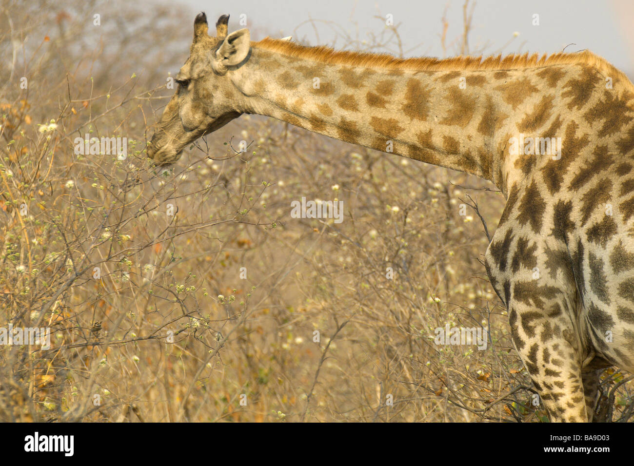 Girafe Giraffa cameleopardalis plus grand mammifère d'Afrique grand cou long cou grand cœur de grands yeux et de la tête sur un parcourt de navigateur Banque D'Images