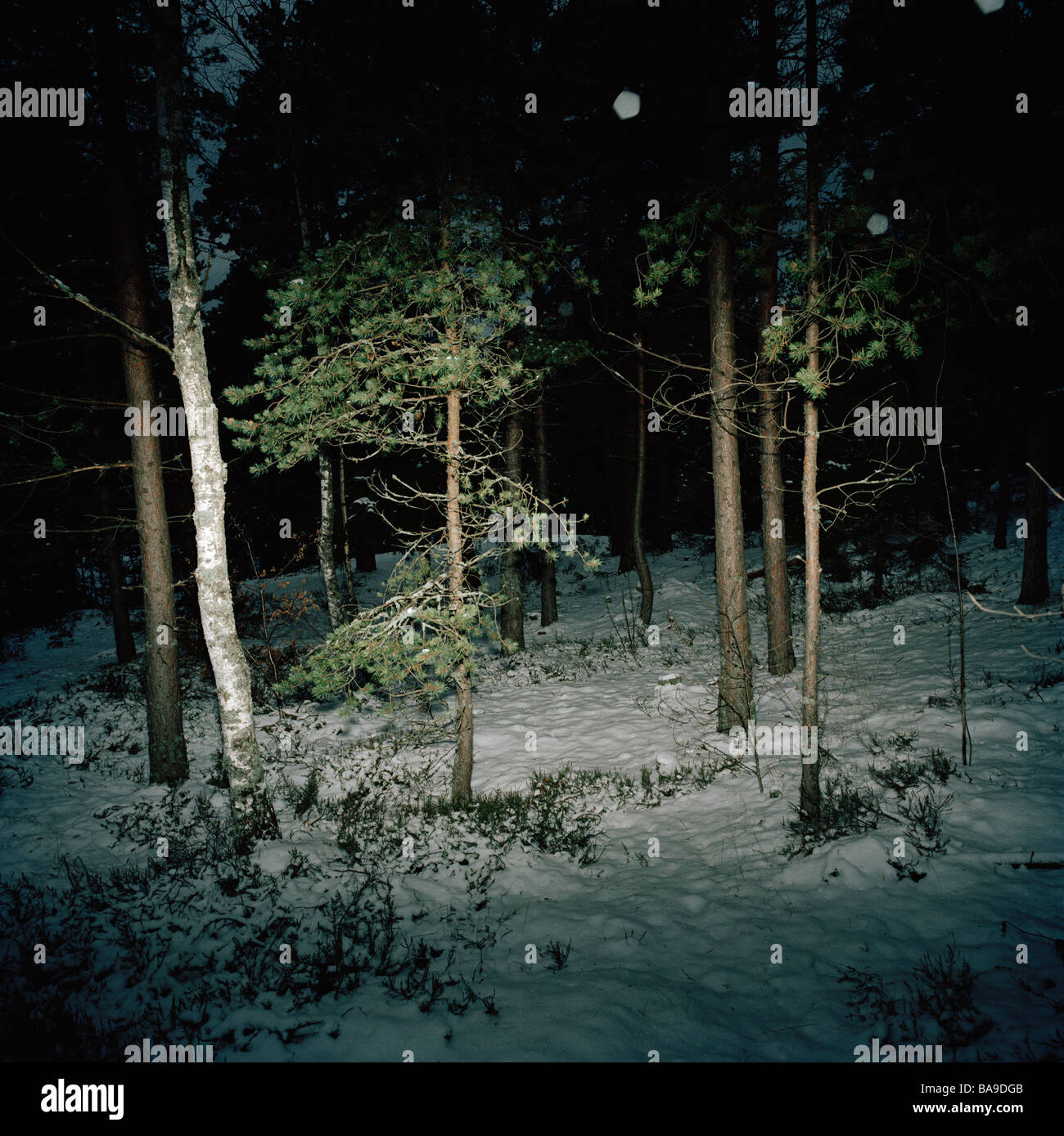Nuit dans la forêt, en hiver, la Suède. Banque D'Images