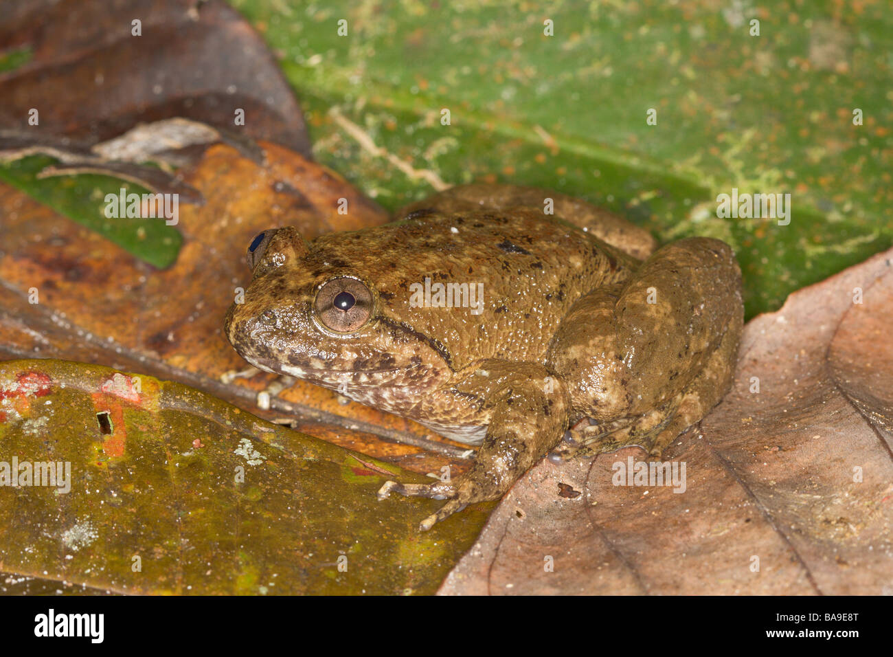 Kuhl s Creek Frog Limnonectes kuhlii Parc National de Kinabalu Sabah Malaisie Bornéo Banque D'Images